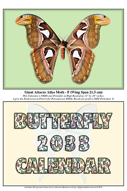 2033 My Photos of My Butterflies