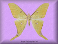 1-butterfly-Actias-Heterogyna-(M)-China
