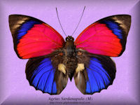 10-butterfly-Agrias-Sardanapulis-(M)-Peru