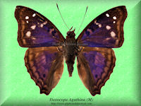 100-butterfly-Doxocopa-Agathina-(M)-Peru