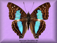 101-butterfly-Doxocopa-Cherubina-(M)-Peru