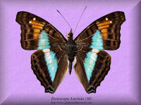 102-butterfly-Doxocopa-Lavinia-(M)-Peru