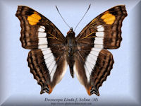 103-butterfly-Doxocopa-Linda-f.-Selina-(M)-Peru