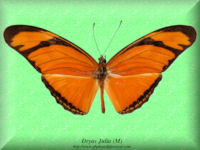 104-butterfly-Dryas-Julia-(M)-Peru