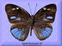 105-butterfly-Epitola-Hewitsonakir-(M)-Bambiri-RCA