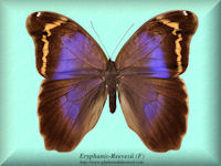 106-butterfly-Eryphanis-Reevesii-(F)-Sao-Bento-Brazil