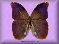 107-butterfly-Eryphanis-Reevesii-(M)-Sao-Bento-Brazil