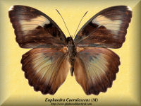 109-butterfly-Euphaedra-Caerulescens-(M)-Bambiri-RCA