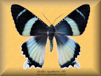 11-butterfly-Alcides-Agathyrus-(M)-Arfak