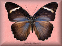 110-butterfly-Euphaedra-Eberti-(F)-Bambiri-RCA