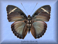 111-butterfly-Euphaedra-Eberti-(M)-Bambiri-RCA