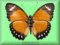 112-butterfly-Euphaedra-Eleus-(M)-Bambiri-RCA