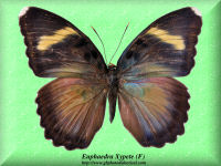 113-butterfly-Euphaedra-Xypete-(F)-Bambiri-RCA