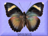 114-butterfly-Euphaedra-Xypete-(M)-Bambiri-RCA