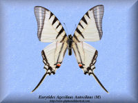 115-butterfly-Eurytides-Agesilaus-Autosilaus-(M)-Peru