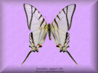 116-butterfly-Eurytides-Aguari-(M)-Peru