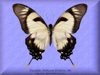 117-butterfly-Eurytides-Dolicaon-Deileion-(M)-Peru