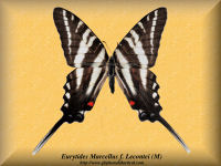 118-butterfly-Eurytides-Marcellus-f.-Lecontei-(M)-SC-USA