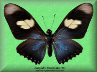 119-butterfly-Eurytides-Pausianus-(M)-Peru