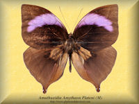 12-butterfly-Amathuxidia-Amythaon-Plateni-(M)-Sulawesi