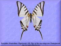 120-butterfly-Eurytides-Protesilaus-Nigricornis-(M)-Peru