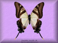 121-butterfly-Eurytides-Serville-(M)-Peru
