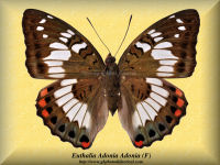 122-butterfly-Euthalia-Adonia-Adonia-(F)-West-Java