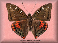 123-butterfly-Euthalia-Adonia-Adonia-(M)-West-Java
