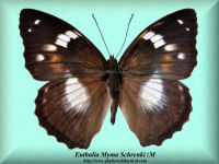 124-butterfly-Euthalia-Myma-Schrenki-(M)-China