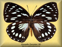 125-butterfly-Euxanthe-Euronime-(M)-Bambiri-RCA