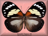 126-butterfly-Euxanthe-Trajanus-(M)-Bambiri-RCA