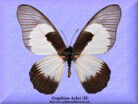 127-butterfly-Graphium-Achei-(M)-RCA