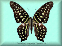 128-butterfly-Graphium-Agememnon-Comodus-(M)-S.Sulawesi