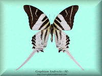 129-butterfly-Graphium-Androcles-(M)-Sulawesi