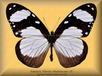 13-butterfly-Amauris-Niavius-Dominicans-(F)-Malawi