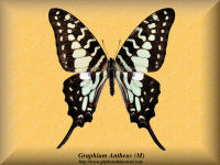 130-butterfly-Graphium-Antheus-(M)-RCA