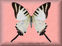 131-butterfly-Graphium-Antiphates-Balius-(M)-Bali-Indonesia