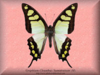 132-butterfly-Graphium-Cloanthus-Sumatranum-(M)-Sumatra