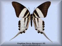 133-butterfly-Graphium-Dorcas-Butongensis-(M)-Buton