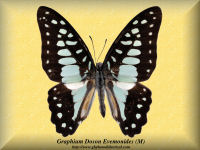 134-butterfly-Graphium-Doson-Evemonides-(M)-Bali