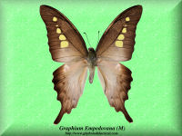 135-butterfly-Graphium-Empedovana-(M)-Java