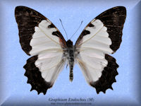 136-butterfly-Graphium-Endochus-(M)-Madagascar