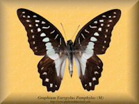 137-butterfly-Graphium-Eurypylus-Pamphylus-(M)-Sulawesi