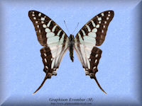138-butterfly-Graphium-Evombar-(M)-Madagascar