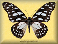 139-butterfly-Graphium-Leonidas-(M)-RCA