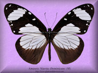 14-butterfly-Amauris-Niavius-Dominicans-(M)-Malawi