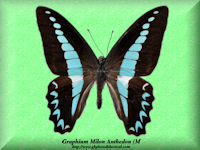 140-butterfly-Graphium-Milon-Anthedon-(M)-Ceram