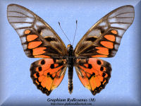 141-butterfly-Graphium-Rydleyanus-(M)-RCA