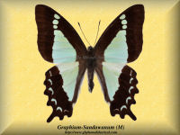 142-butterfly-Graphium-Sandawanum-(M)-Mindanao