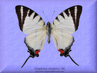 143-butterfly-Graphium-Stratiotes-(M)-Sabah-Borneo